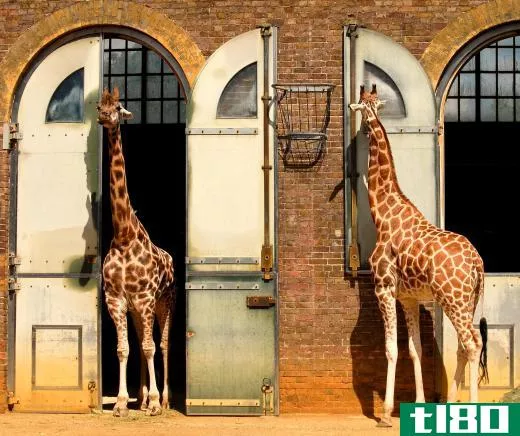 It is commonly believed that giraffes developed long necks in order to win fights.