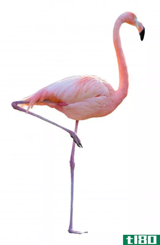 A flamingo standing on one leg.