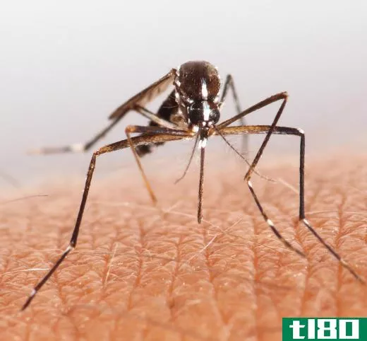 Mosquitos find prey by detecting carbon dioxide.