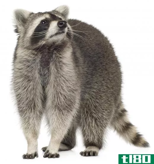 Raccoons make a purring noise too.