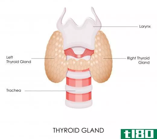 Individuals suffering from hypothyroidism may experience thinning hair.