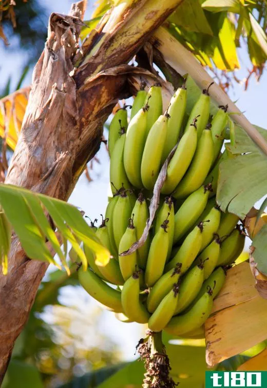An iguana diet may consist of bananas.