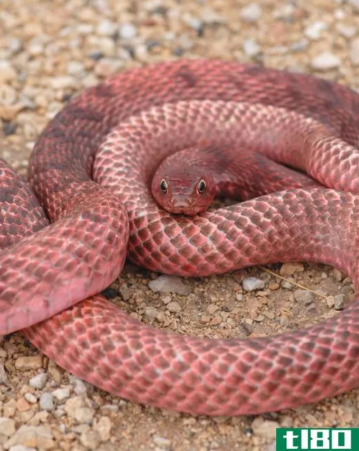 A red racer snake is non-venomous and may also be referred to as a coachwhip snake.