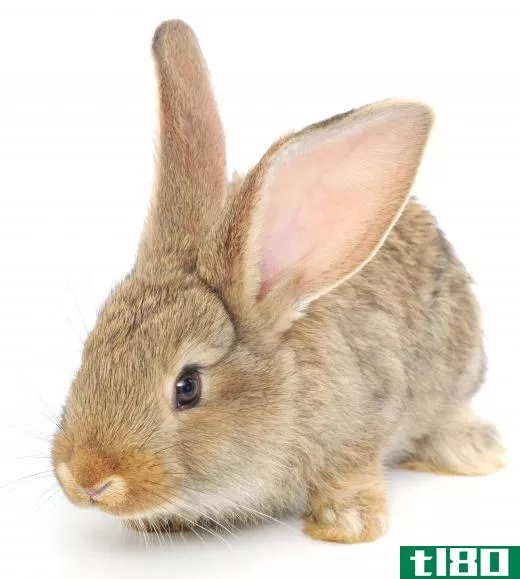 Rabbits and hares have different lifestyles, as rabbits give birth to and raise their young underground.