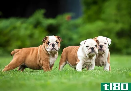 Improper crossbreeding has led to a number of breathing problems in bulldogs.