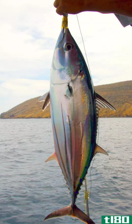 A whole, fresh-caught Bluefin tuna.