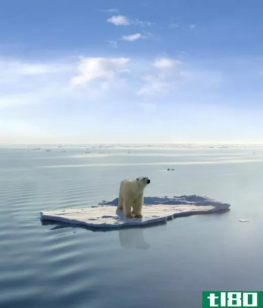 Saving the polar bear, and their habitat, may depend on finding more environmentally-friendly energy sources.