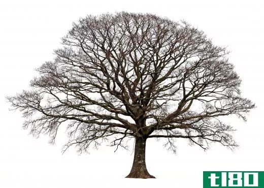 Trees lose their leaves to conserve energy over the winter and to prevent damage to the tree.