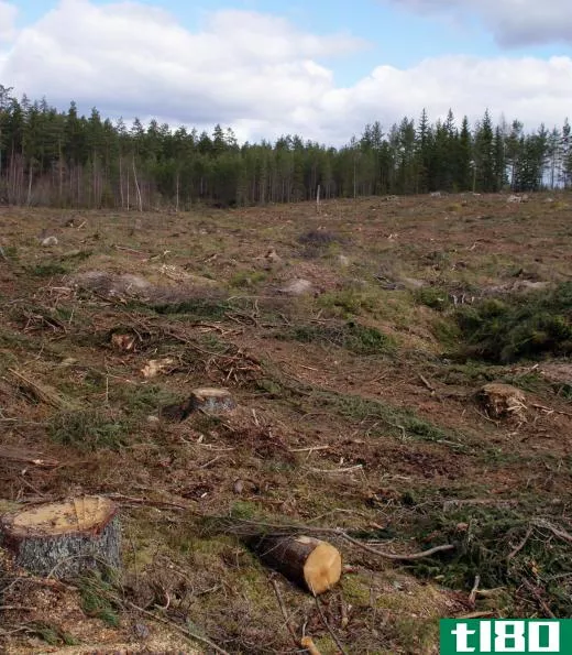 Clearcutting removes all trees from an area.