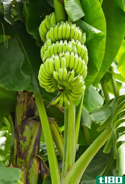 A horticulturalist might work to develop new banana plants.