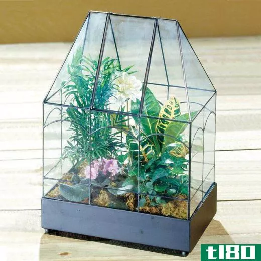 A small glass terrarium.