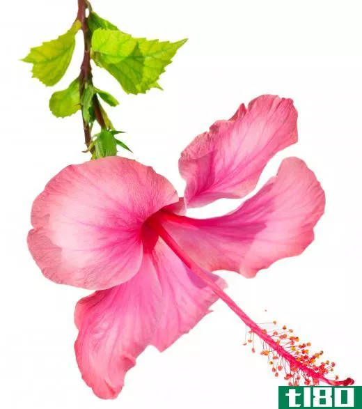 A conditioner with hibiscus can help repair damaged hair.