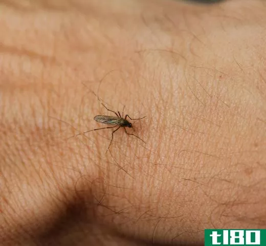 Preventing mosquito bites is important in reducing skin irritation as well as exposure to a number of diseases.