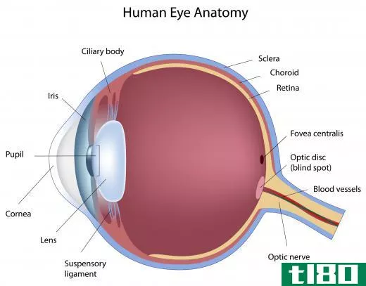 Anatomy of the human eye.