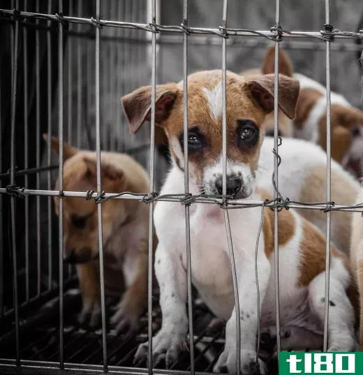 Avoid purchasing dogs from backyard breeders, where dogs may be inbred and live in overcrowded conditions.