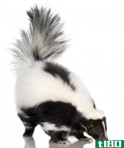 The odorous fluid that skunks release is a defense mechanism.