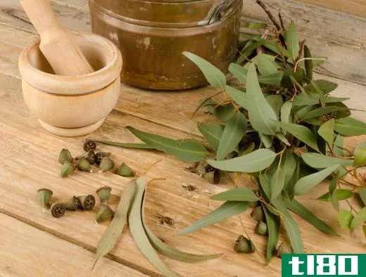 Eucalyptus is an increasingly popular aromatherapy herb.