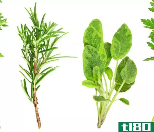Sprigs of rosemary and sage.