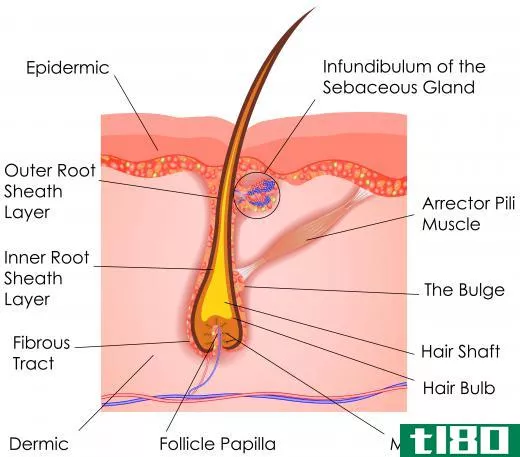 A deficiency in selenium can lead to unusual development in the hair follicles.