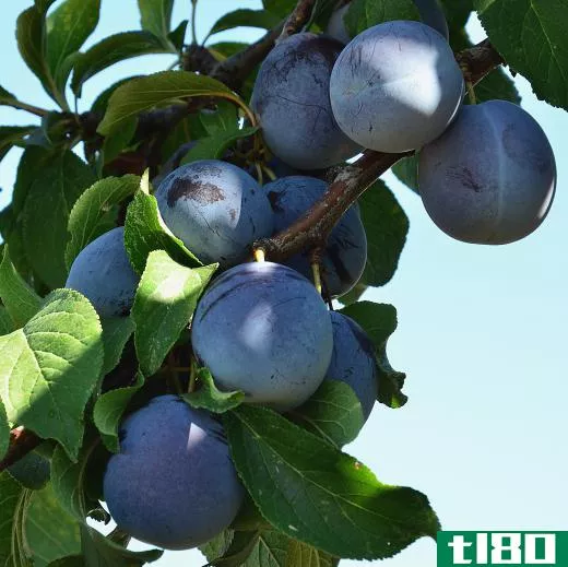 Sorbitol can be found in plums.