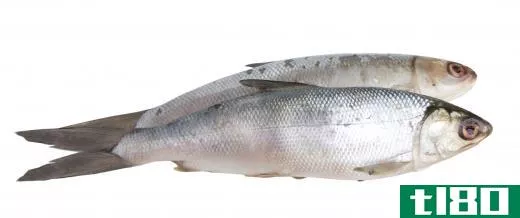 Marine collagen is made from fish scales.