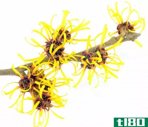 Distilled witch hazel is brewed from the leaves and roots of the witch hazel tree.