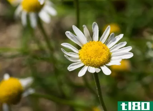 Chamomile has a soothing effect.