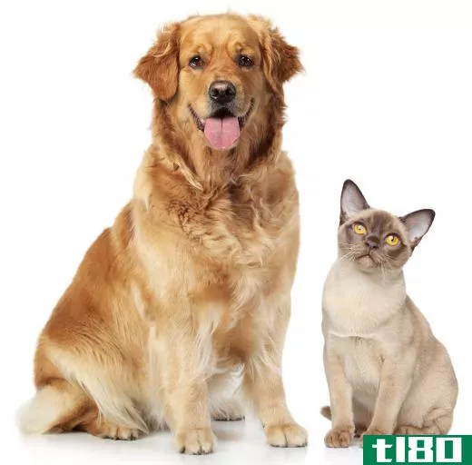 Some pets are more hypoallergenic than others, meaning they are less likely to trigger allergies because of shedding and dander.