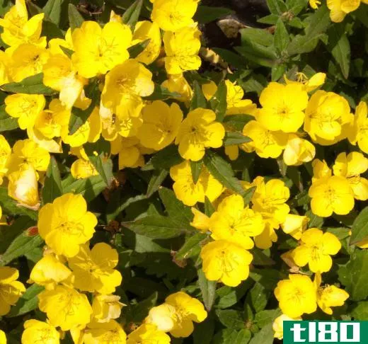 The fatty oil of the evening primrose flowering plant will not block pores when applied to the skin.