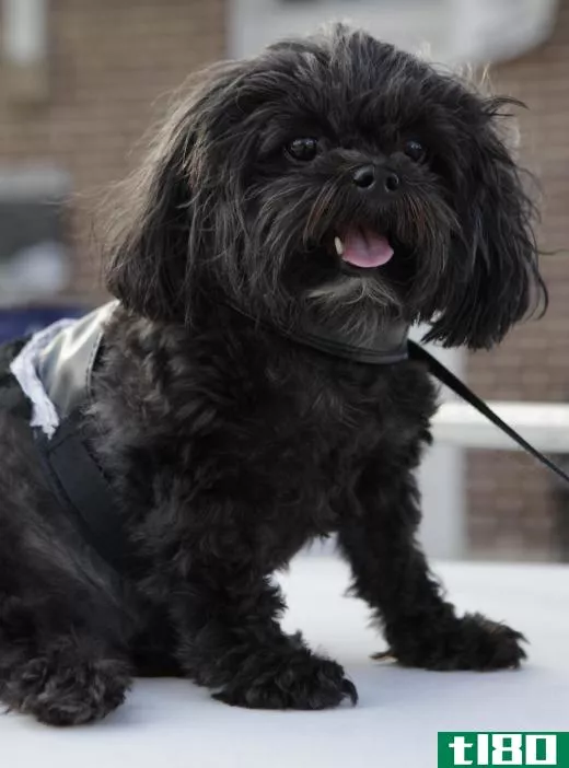 A Shih-Poo has hypoallergenic qualities.