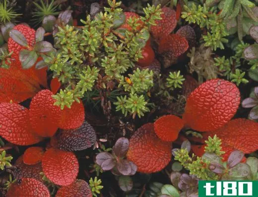 The leaves of the bearberry plant may be used to make bearberry extract.