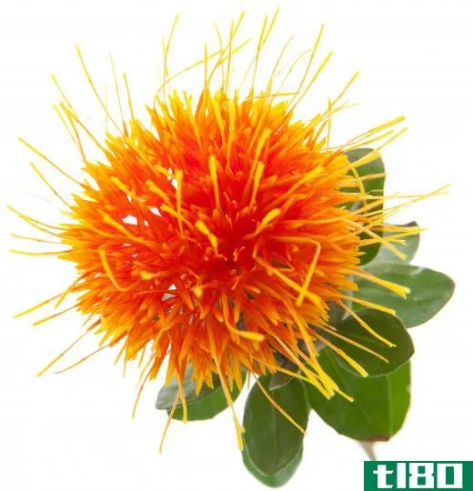 Safflower oil, from the safflower plant, is noncomedogenic.