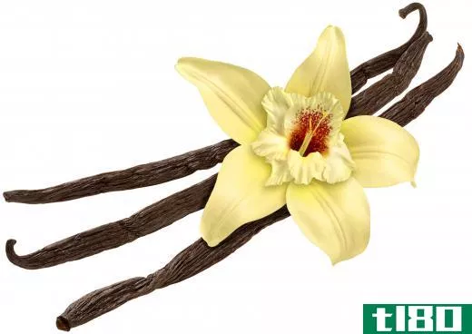 Vanilla essential oil is extracted from the vanilla plant, which is native to Central America, Mexico and other tropical regions.
