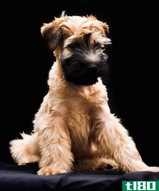 A Soft-Coated Wheaten Terrier may make a suitable companion for individuals with allergies.