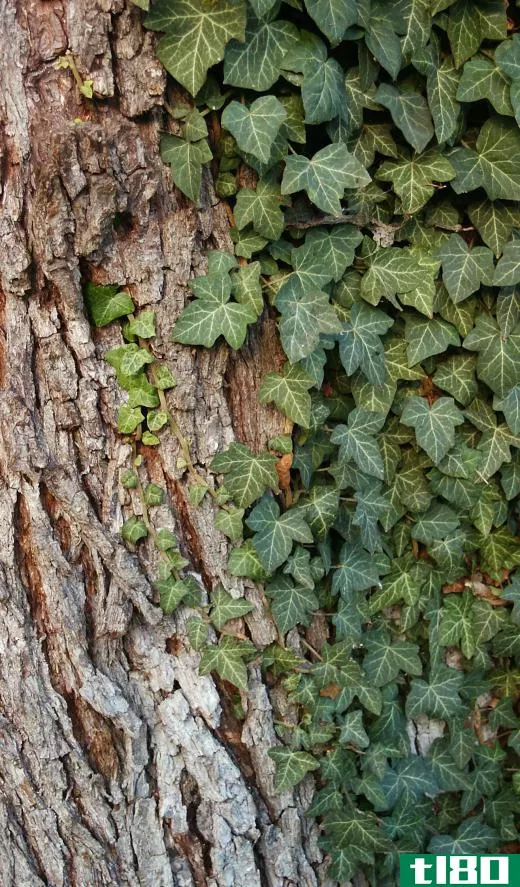 Some users claim that panthenol spray helps ease the symptoms of poison ivy.
