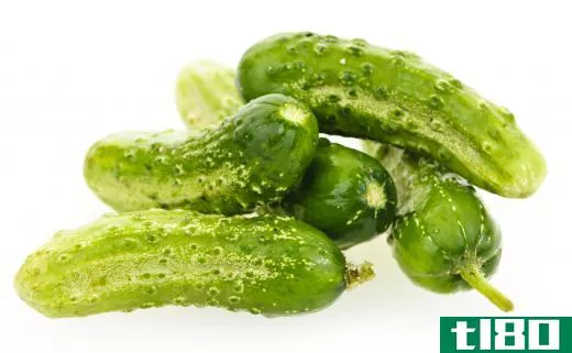 Pickling cucumbers.