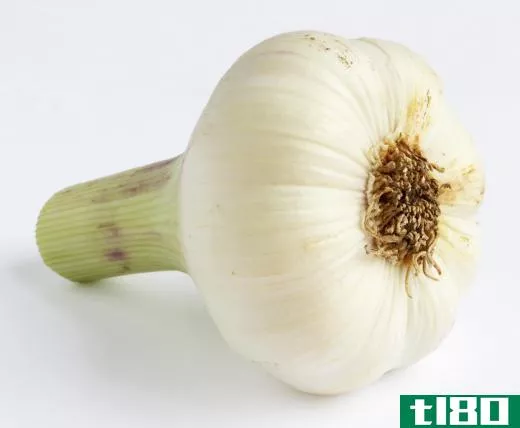 Head of garlic.