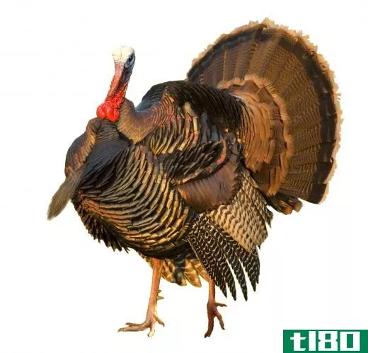 A turkey.