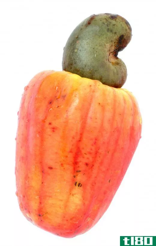 A raw cashew. Raw cashews contain a compound that can cause skin rashes and can be toxic when ingested.