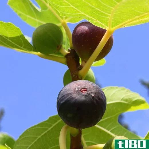Figs have a higher concentration of antioxidants when dried.