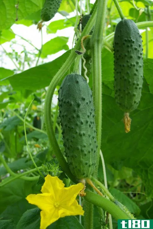 Pickling cucumbers growing on the vine.