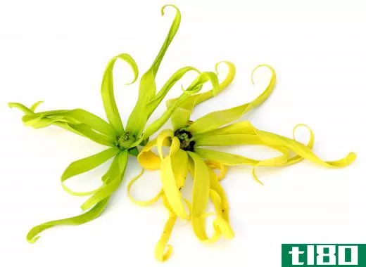 Ylang ylang flowers, which are used to make aromatherapy oils.
