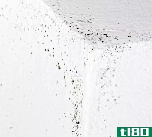 If mold has been growing undetected, you have to move quickly to eradicate the problem.