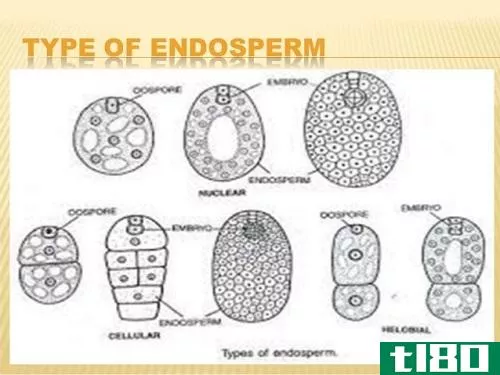 胚乳是从哪里来的？