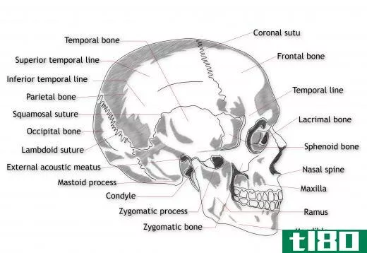 The anterior fontanelle is the point in the skull where the sagittal suture perpendicularly intersects the coronal suture.