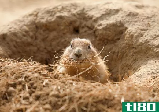 Exposure to infected rodents like the prairie dog can cause transmission of the bubonic plague.