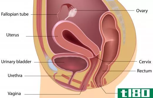 Cystitis involves bacteria entering the urethra and attaching to the bladder wall.