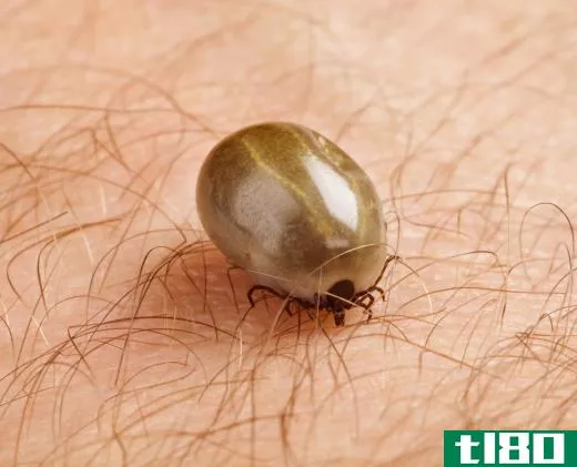 Depending on their sex and type, ticks can expand to different sizes when feeding on blood, but deer ticks stay as small as an apple seed when engorged.