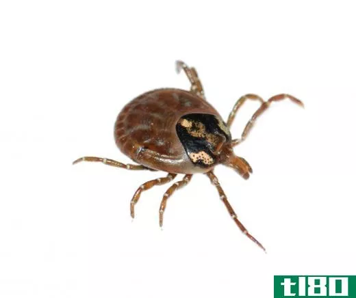 Deer ticks are largely responsible for the spread of Lyme disease.
