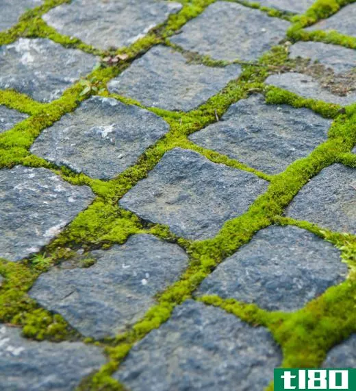 Moss growing between cobblestones. Moss can be a good alternative to grass in some locations.